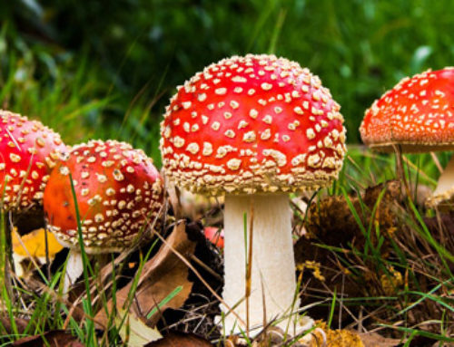 Superstition Saturday: Mushroom